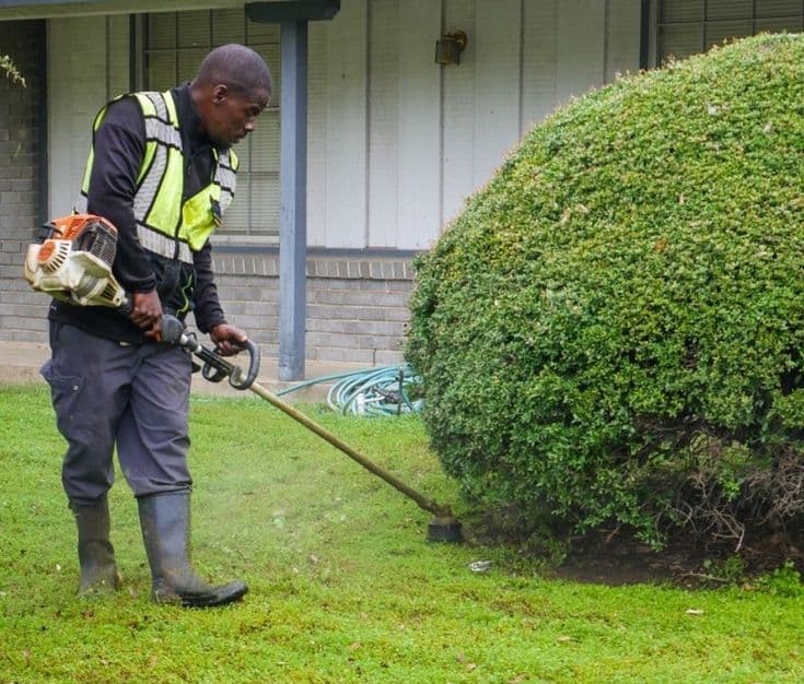 Groundskeeper edging a lawn beside a trimmed hedge